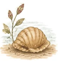 Watercolor seashell
